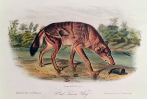 Roter Wolf aus 