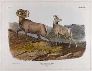 Rocky Mountain Schaf, 1845 von John James Audubon