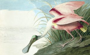 Rosalöffler, Platalea Ajaja, aus "Die Vögel Amerikas" von John J. Audubon, veröffentlicht 1827-38 von John James Audubon
