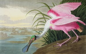 Rosalöffler, Platalea leucorodia, aus "Die Vögel Amerikas", 1836 von John James Audubon