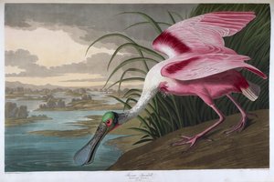 Rosalöffler. Männlicher Erwachsener von John James Audubon