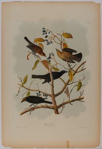 Rostiger Grackel von John James Audubon