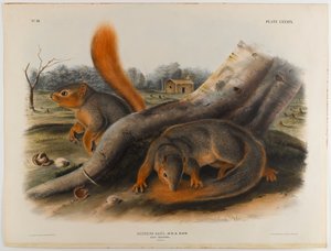 Says Eichhörnchen