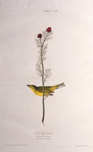 Selbys Fliegenfänger. Aus Die Vögel Amerikas, 1827-1838 von John James Audubon