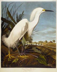 Schneereiger oder Weißer Reiher von John James Audubon