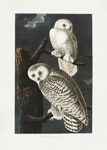 Schneeeule aus Birds of America (1827)