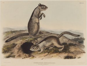 Spermophilus Douglassii (Zwei Douglas-Hörnchen) von John James Audubon