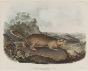 Spermophilus Parry (Parrys Murmeltier-Eichhörnchen) von John James Audubon