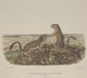 Spermophilus Tridecemlineatus (Zwei Leopardenhörnchen) von John James Audubon