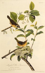 Der Maryland-Waldsänger. Aus Die Vögel Amerikas, 1827-1838