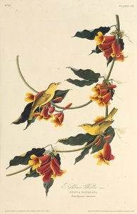 Der Rathbone-Waldsänger. Aus Die Vögel Amerikas, 1827-1838 von John James Audubon