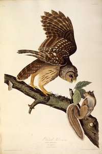 Die Streifenkauz. Aus Die Vögel Amerikas, 1827-1838 von John James Audubon