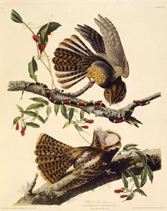 Der Chuck-wills-widow. Aus Die Vögel Amerikas, 1827-1838 von John James Audubon