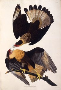 Der nördliche Kammkarakara. Aus Die Vögel Amerikas, 1827-1838 von John James Audubon