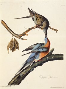Die Wandertaube. Aus Die Vögel Amerikas, 1827-1838 von John James Audubon