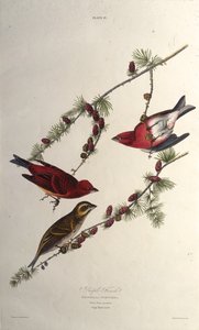 Der Purpurfink. Aus Die Vögel Amerikas, 1827-1838 von John James Audubon
