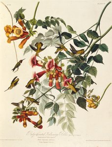 Der rubinkehlige Kolibri. Aus Die Vögel Amerikas, 1827-1838 von John James Audubon