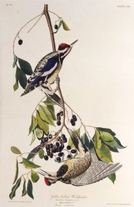 Der Gelbbauch-Saftlecker. Aus Die Vögel Amerikas, 1827-1838 von John James Audubon
