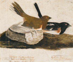 Towhee Ammer von John James Audubon