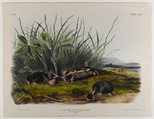 Townsends Spitzmaulmaulwurf von John James Audubon