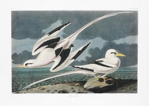 Tropenvogel aus Birds of America (1827)