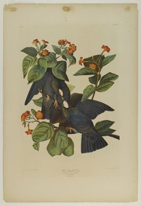Weißkopf-Taube, gedruckt von Julien Bien und veröffentlicht von Roe Lockwood & Son, 1861