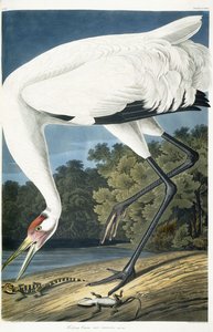 Schreikranich, erwachsenes Männchen, 1834 von John James Audubon