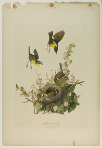 Gelbbrust-Chat, gedruckt von Julien Bien und veröffentlicht von Roe Lockwood & Son, 1861 von John James Audubon