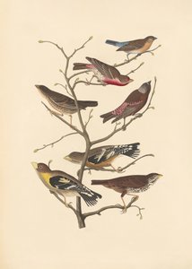 Lazuli-Fink von John James Audubon/ Rob Havell