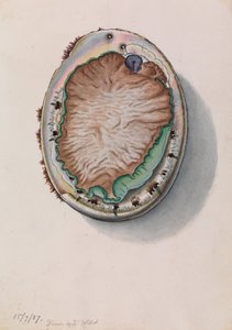 Grünlippige Abalone, Haliotis laevigata