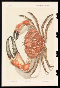 Tasmanischer Riesenkrabbe, Pseudocarcinus gigas