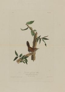 Bewicks Langschwanz-Zaunkönig, aus Birds of America, graviert von Robert Havell (1793-1878)