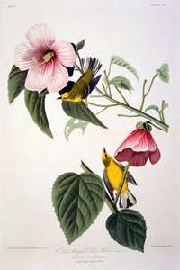 Gelbflügel-Waldsänger, aus Birds of America, graviert von Robert Havell (1793-1878) von John James after Audubon