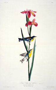Blau-Gelb-Rücken-Waldsänger, aus Birds of America, graviert von Robert Havell (1793-1878) von John James after Audubon