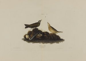 Braunlerche, aus Birds of America, graviert von Robert Havell (1793-1878) von John James after Audubon