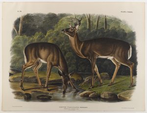 Gewöhnlicher oder Virginia-Hirsch, graviert von John T. Bowen (1801-ca. 1856) 1848