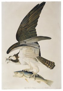 Fischadler oder Osprey, Lithographie von Julius Bien, 1860 von John James after Audubon
