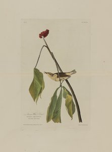 Louisiana-Wasseramsel, aus Birds of America, graviert von Robert Havell (1793-1878)