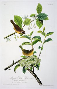 Maryland-Gelbkehlchen, aus Birds of America, graviert von Robert Havell (1793-1878) von John James after Audubon