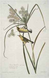 Präriewaldsänger, aus Birds of America, graviert von Robert Havell (1793-1878)