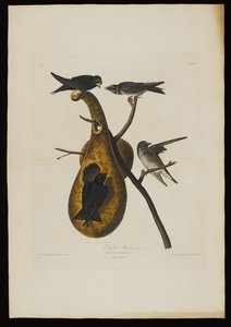 Purpur-Martin, aus Birds of America, graviert von Robert Havell (1793-1878)