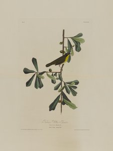 Roscoes Gelbkehlchen, aus Birds of America, graviert von Robert Havell (1793-1878) von John James after Audubon