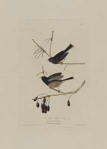 Schneevogel, aus Birds of America, graviert von Robert Havell (1793-1878)