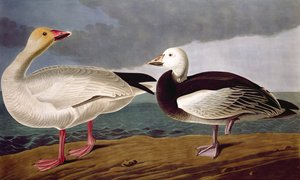 Schneegans, aus Birds of America, graviert von Robert Havell (1793-1878) 1837