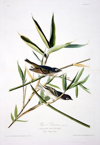 Einsamer Fliegenschnäpper, aus Birds of America, graviert von Robert Havell (1793-1878)