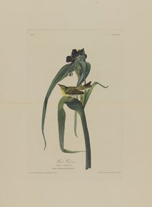 Vigers Vireo, aus Birds of America, graviert von Robert Havell (1793-1878)
