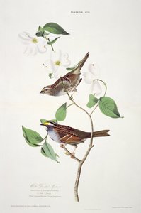 Weißkehlammer, aus Birds of America, graviert von Robert Havell (1793-1878) von John James after Audubon