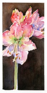 Amaryllis mit braunem Hintergrund von John Keeling