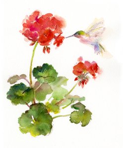 Kolibri mit Geranie von John Keeling