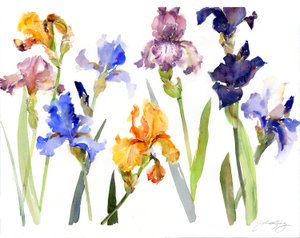 Iris, 2014 von John Keeling
